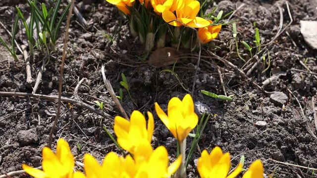 First crocuses 4K video. Honey Bees Collecting Pollen From Crocus Blossom