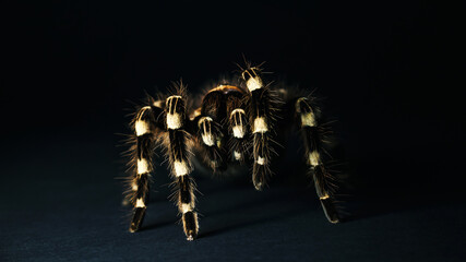 Fototapeta premium spider on black background
