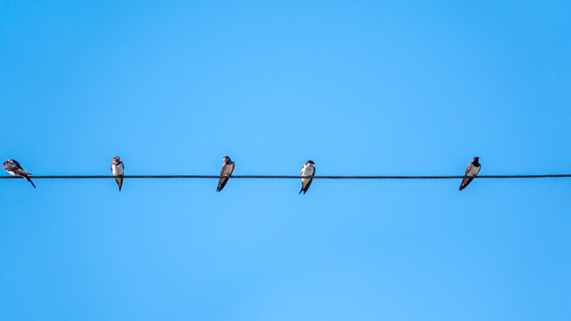 Group of swallows sitting on the electric wires