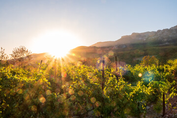Fototapeta premium Rows of wine grape plants below beautiful mountainside in beautiful sunset light