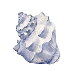 Seashell on isolated white background, watercolor illustration