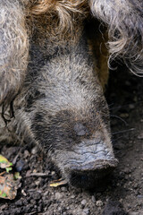 Fototapeta premium Detail of the snout of a hairy pig.