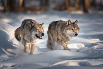 Common Wolf. Two Running Grey Wolves On Fresh Snow. Pair Of European Wolfs. Wolf Grin. In Search Of A Victim. Little Red Riding Hood - 424042132