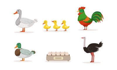 Various Breeds of Poultry Set, Goose, Rooster, Mallard, Ostrich Cartoon Vector Illustration