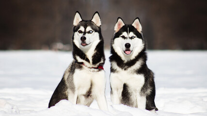 siberian husky dog in white winter snow