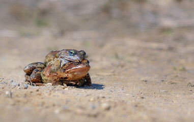 Spring. Mating toads in the sun