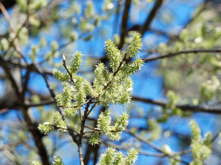 Salweide oder Salix caprea. Weibliche blühende Weidenkätzchen 