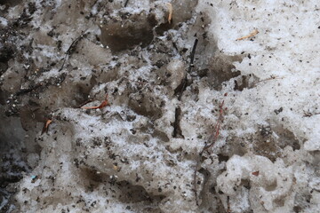 The background of last year's old snow in the city in early spring