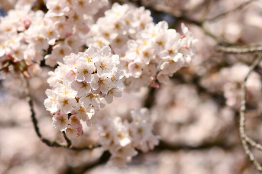 Flowers of japanese 'Somei Yoshino' cherry blossom tree © Firn