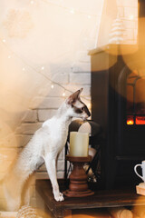 portrain of a cornish rex cat in christmas time