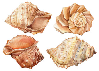Watercolor seashell. Hand drawn illustration isolated on white background