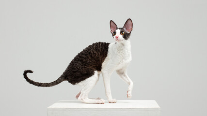 cornish rex cat on white background