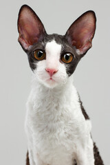 cornish rex cat on white background