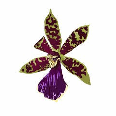 Cambria orchid flower with green violet flowers. Hand drawn illustration isolated on white background.