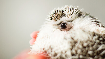 angry hedgehog in hands