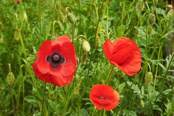 Buds and flowers of red poppy on a sunny day