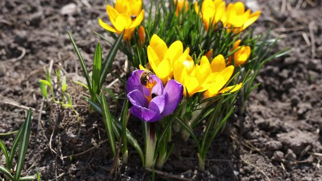 First crocuses 4K video. Honey Bees Collecting Pollen From Crocus Blossom