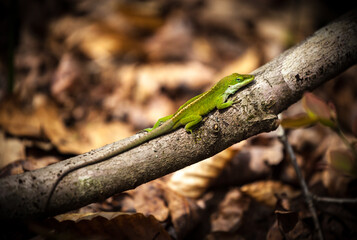 Green lizard in the forest