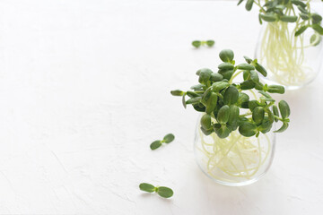 Sunflower microgreen sprouts in a glass on a white textured background