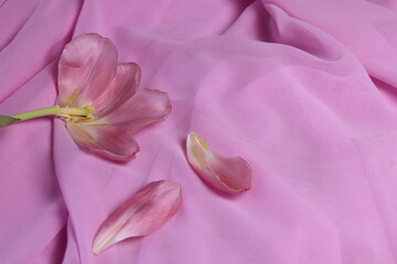 A tulip with torn petals on a pink fabric background. spring garden flower tulips flower wallpaper.
