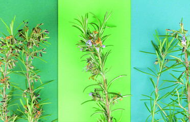Natural rosemary on colored leaves.