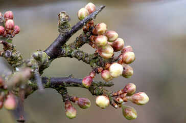 Macro shot of buds on a blackthorn (prunus spinosa) plant