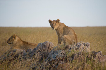 Lion resting on a rock at the Serengeti National Park, Tanzania