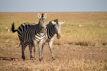 Fototapeta na wymiar Zebras on the Serengeti National Park, Tanzania