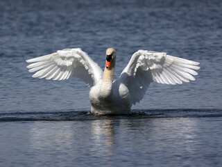 Naklejka premium Mute swan fighting and flapping and threatening other male Mute Swan in breeding season in the bay in early spring. Nasty pecking involved