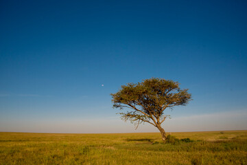 A tree on the savannah of the Serengeti