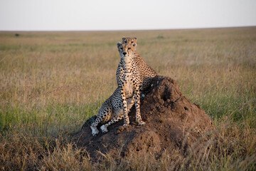 Cheetahs standing on top a dirt mount
