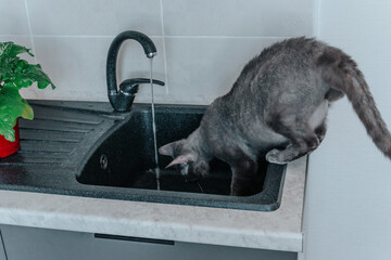 a gray cat of the curly Sphinx breed drinks water from the tap while sitting in the kitchen sink