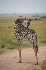 Naklejka na ściany i meble Giraffe on the Serengeti National Park, Tanzania