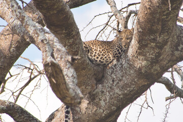 Fototapeta na wymiar Leopard on a tree at the Serengeti National Park, Tanzania