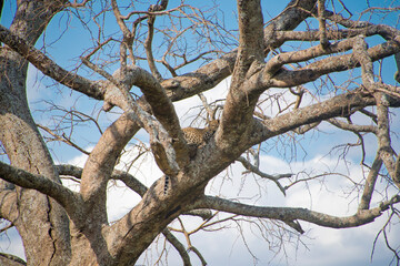 Leopard on a tree at the Serengeti National Park, Tanzania