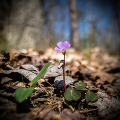 Purple flower in the forest in springtime