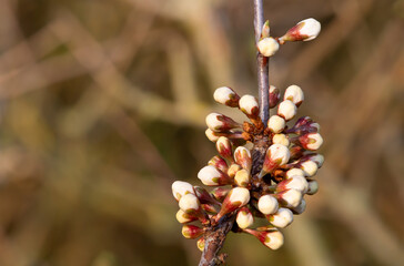 Macro shot of buds on a blackthorn (prunus spinosa) plant