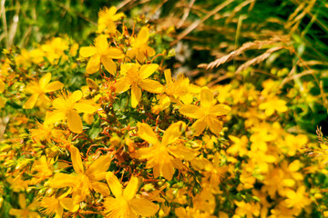 St. John’s wort (Hypericum perforatum) is a flowering plant with yellow flowers in field, healing herb