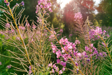 Fireweed, Blooming Sally, great willowherb is flowering plant with magenta pink flowers, healing herb