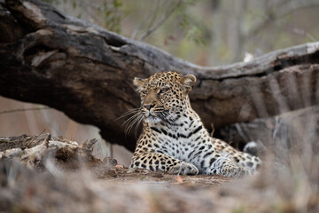 A female Leopard seen on a safari in South Africa