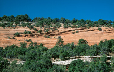 Fototapeta na wymiar Trees on red sandstone rock in Colorado National Park