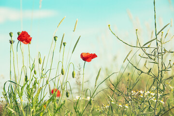 Field with red poppies, colorful flowers against the blue sky