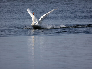 Fototapeta na wymiar Mute swan fighting and flapping and threatening other male Mute Swan in breeding season in the bay in early spring. Nasty pecking involved