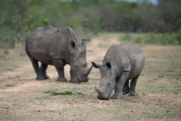 Naklejka na ściany i meble A White Rhino cow and calf seen on a safari in South Africa