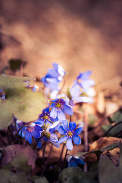 Przylaszczka pospolita wiosenne kwiaty