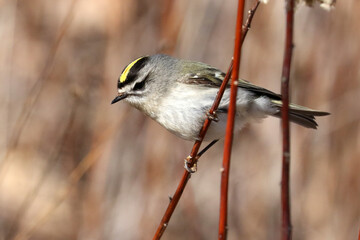 Ruby Crowned kinglet, small warbler type bird, in the woods eating insects. Yellow stripe on head and smaller red feathers in the middle that stand up when bird is excited
