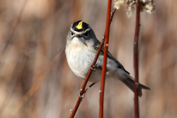 Ruby Crowned kinglet, small warbler type bird, in the woods eating insects. Yellow stripe on head and smaller red feathers in the middle that stand up when bird is excited