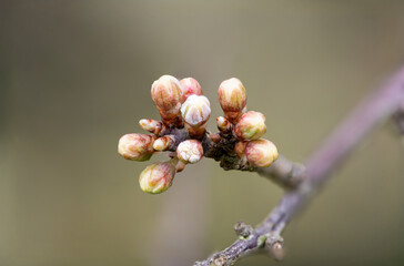 Macro shot of buds on a blackthorn (prunus spinosa) plant