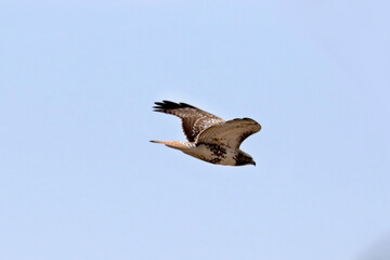 Red tailed hawk flying on early spring day with flapping wings