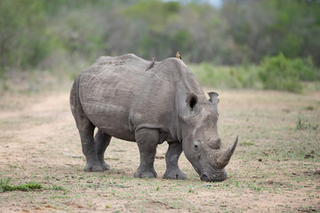 A White Rhino seen on a safari in South Africa